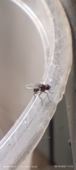 Diptera