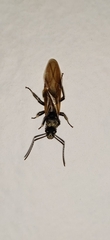 Myrma