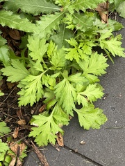 Tanacetum parthenium