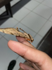 Protambulyx strigilis