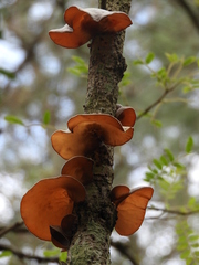 Auriculariaceae