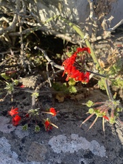 Pelargonium fulgidum