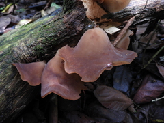 Auriculariaceae