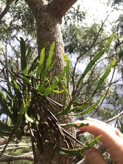 Korthalsella complanata