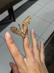 Protambulyx strigilis