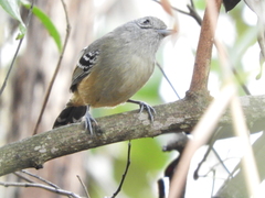 Thamnophilus caerulescens