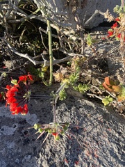 Pelargonium fulgidum