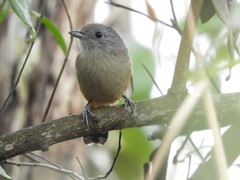 Thamnophilus caerulescens