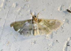 Apilocrocis brumalis