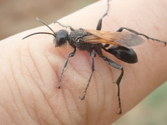 Prionyx subfuscatus
