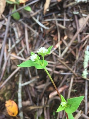 Persicaria nepalensis
