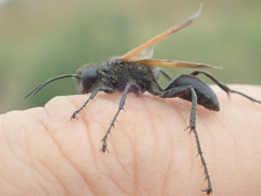 Prionyx subfuscatus