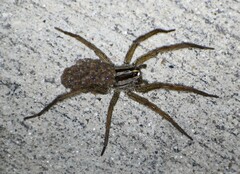 Rabidosa