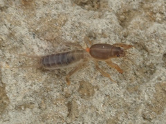 Gryllotalpa gryllotalpa
