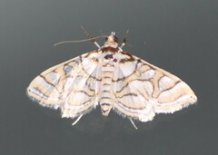 Pseudopyrausta santatalis