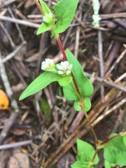 Persicaria nepalensis