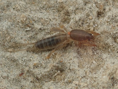 Gryllotalpa gryllotalpa