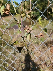 Ipomoea grandifolia