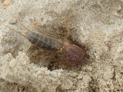 Gryllotalpa gryllotalpa