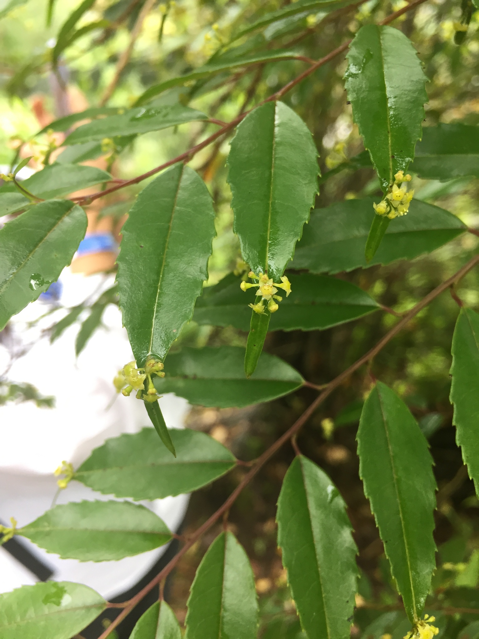 Phyllonomaceae