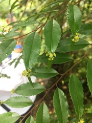 Phyllonoma laticuspis