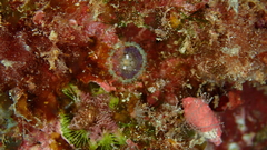 Bellactis caeruleus