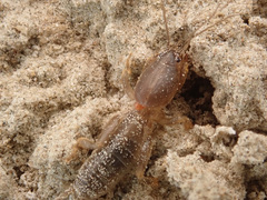 Gryllotalpa gryllotalpa