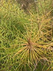 Amsonia