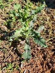 Sonchus asper