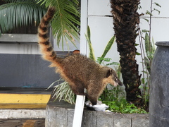 Nasua nasua