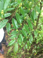 Phyllonoma laticuspis