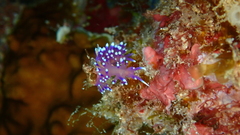 Coryphellina arveloi