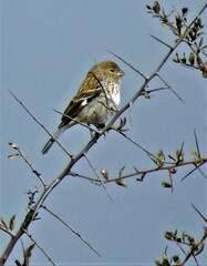 Catamenia analis