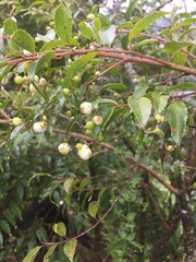 Phyllonoma laticuspis