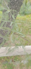Prosopis chilensis