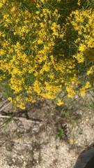 Euthamia caroliniana