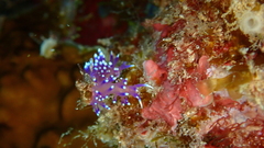 Coryphellina arveloi