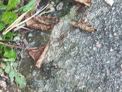 Camponotus sericeiventris