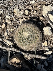 Mammillaria heyderi