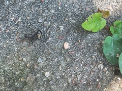 Camponotus sericeiventris