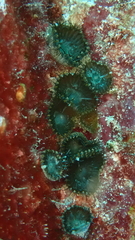 Palythoa grandiflora