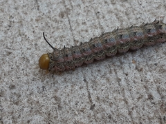 Anisota virginiensis