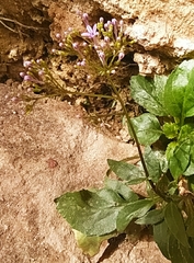 Trachelium caeruleum