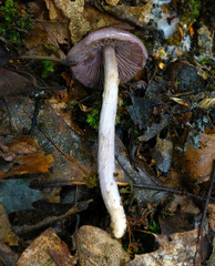 Bolbitius reticulatus