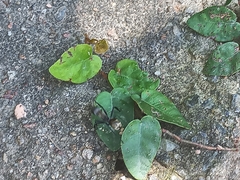 Camponotus sericeiventris