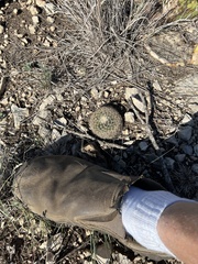 Mammillaria heyderi
