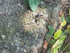 Camponotus sericeiventris