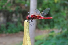 Urothemis signata