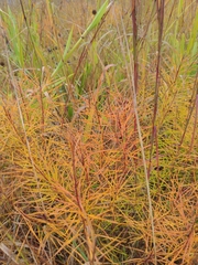 Amsonia hubrichtii