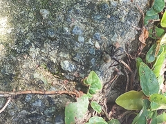 Camponotus sericeiventris